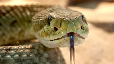 Опасности в раю: 9 Самых Ядовитых Змей В Таиланде | Истории об отеле,  Пхукете, Таиланде | Дзен