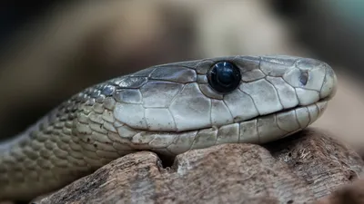 Prima Platonika - Рейтинг самых ядовитых змей в мире🐍 ⠀... | Facebook