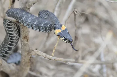 В Таиланде нашли новый вид змей «с ресницами». Они ядовитые и маленькие |  РБК Life
