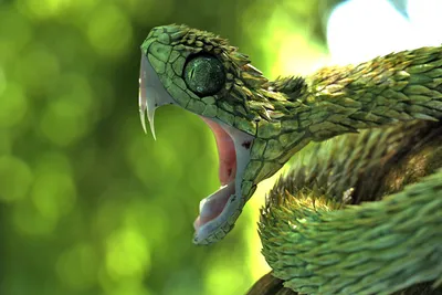 ТОП-5 самых ядовитых змей планеты | Планетяне | Дзен