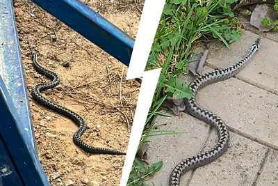 Ядовитые змеи и их «закрытый клуб»: рассказываем, как приморцам пережить  встречу с рептилией - KP.RU