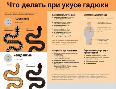Ужи и ядовитые гадюки выползли на грядки и детские площадки в Москве и  области: где их можно встретить, чем они опасны, что делать при встрече со  змеей, можно ли отсасывать яд после