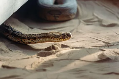 Выставка ядовитых змей «Хижина змеелова» открылась в Московском зоопарке