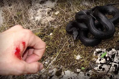 Самая ядовитая змея в мире: рейтинг опасных рептилий