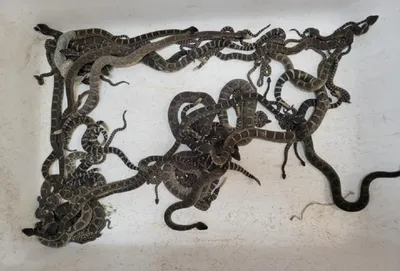 В США к женщине в дом пробрались 90 ядовитых змей. Фото - МЕТА