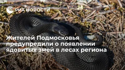 Prima Platonika - Рейтинг самых ядовитых змей в мире🐍 ⠀... | Facebook