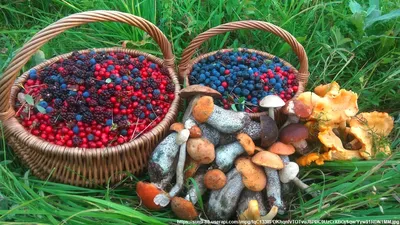 Август: месяц карельских ягод | Истории | Чемодан — путешествия по России