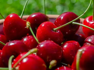 Варенье из лесных ягод премиум весовое Купить оптом и в розницу в интернет  магазине Добродед