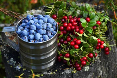 Как выбирать и хранить сезонные ягоды | Правила покупки от Роскачества