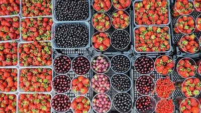 Ягоды: описание и состав, виды ягод, полезные и вредные свойства