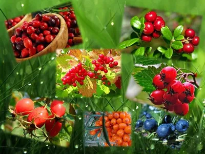 Самые полезные для здоровья ягоды: какие ягоды можно есть без ограничений?  — Lenta.ru: Питание и сон: Забота о себе: Lenta.ru