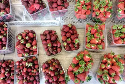 Правила перевозки: свежие ягоды и фрукты | Авангард