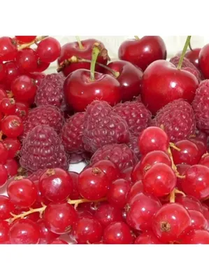 Какие ягоды можно собирать в России летом