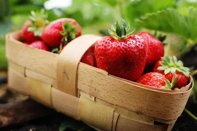Как хранить ягоды в холодильнике