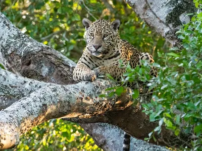 Котята ягуара впервые родились в иранском зоопарке видео