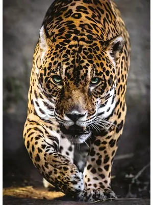 Ягуар на ягуаре с банкой ягуара …» — создано в Шедевруме