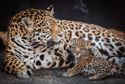 В Алматинском зоопарке показали детенышей ягуара