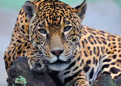 Оскал ягуара - красивые фото