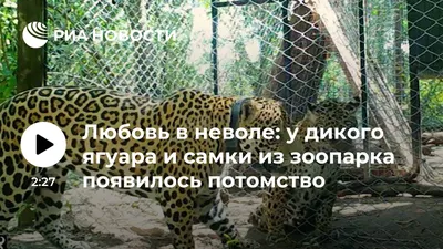 История покалеченного ягуара в зоопарке Алматы