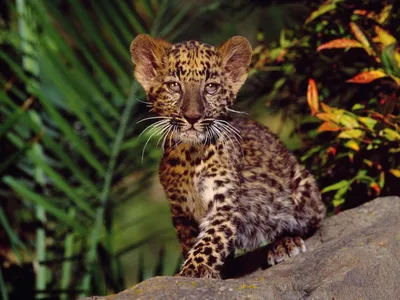 Без разницы: как отличить ягуара от леопарда | ZOOTERRA — канал о животных  | Дзен
