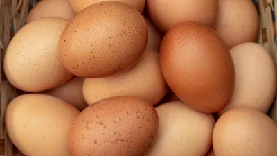 Фото куриного яйца стало самым популярным в Instagram - Российская газета