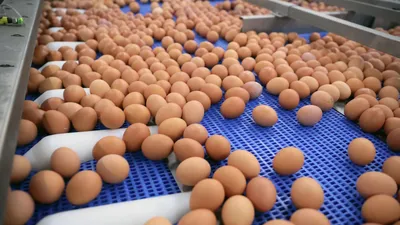 Названы способы проверить яйца на свежесть - РИА Новости, 20.04.2022