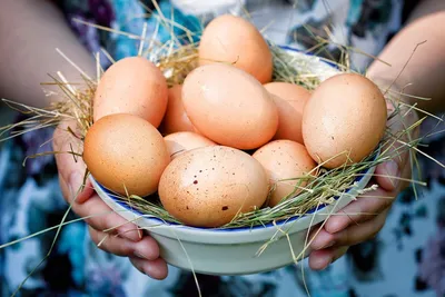 Фермерские яйца – какие лучше? Какое отличие домашних яиц от обычных?