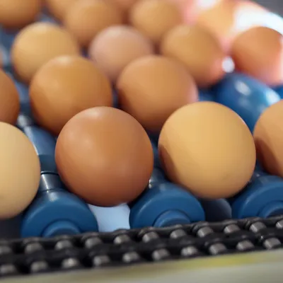 Как готовить яйца с пользой для здоровья