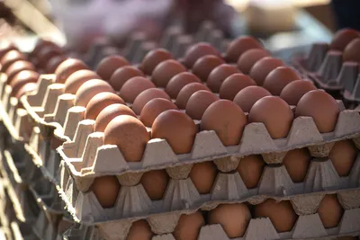Импортные яйца скоро приедут в Россию, но проблема с ценами на них может  остаться - Газета.Ru