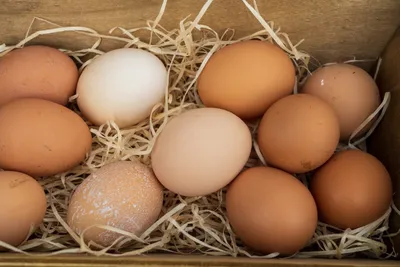 Почему подорожали яйца в Украине: что происходит с ценой
