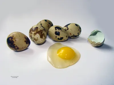 Перепелиные яйца — Википедия