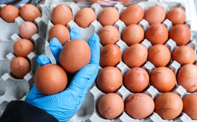 Правительство одобрило обнуление импортных пошлин на яйца — РБК