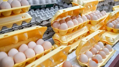 Те же в профиль: правительство обнулило импортные пошлины на яйца | Статьи  | Известия