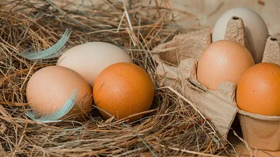 Куриные яйца: польза и вред для организма мужчин, женщин, детей