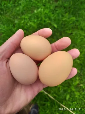 Яйца перепелиные 0 Калорий Шепиловские копчёные, 15шт - купить с доставкой  в Самаре в Перекрёстке