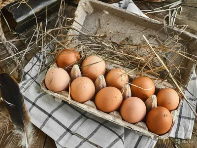Стало известно, когда упадут цены на куриные яйца - ОТВ-Прим - Общественное  телевидение Приморья ОТВ
