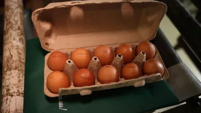К чему снятся куриные яйца по соннику: толкование снов про яйца