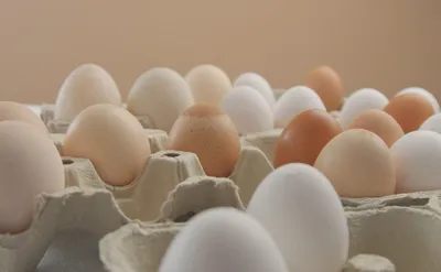 Названы страны, из которых в Россию повезут яйца | Новости общества