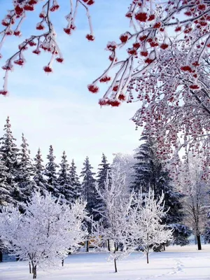 Самый холодный месяц с плюсом: в Омской области январь был теплее нормы на  2-3 °C | 12 канал