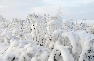 снежная сказка ❄️ #снег #зима #лес #СнежныйЛес #природа #январь #сугробы  #winter #snow #forest #nature #holidays #january | Instagram