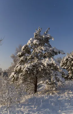 Красивая природа леса Snowcovered погоды в январе Стоковое Фото -  изображение насчитывающей реально, снежно: 169314490