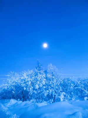 Зимы ждала, ждала природа. Снег выпал только в январе... :: Ольга Русанова  (olg-rusanowa2010) – Социальная сеть ФотоКто
