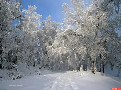 Фото: Зима. Январь,. Ольга Мальцева. Природа. Фотосайт Расфокус.ру
