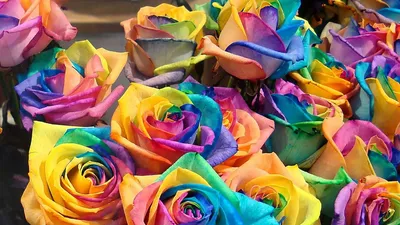 Картинки по запросу яркие цветы на рабочий стол | Beautiful flowers  pictures, Flower background wallpaper, Colorful floral art