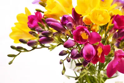 Обои розы, цветы, разноцветные, бутоны, яркие картинки на рабочий стол,  фото скачать бесплатно