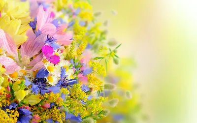 разноцветные смешанные цветы на белом фоне, бордюр с цветами, Рамка,  граница фон картинки и Фото для бесплатной загрузки