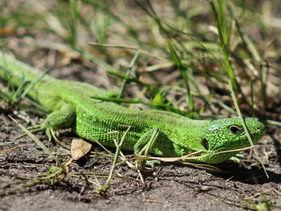 Изменение окраски прыткой ящерицы (Lacerta agilis) - Герпетофауна Поволжья