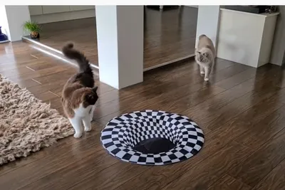 В сети появился снимок с котом рок-звездой в кожаной куртке. Это оптическая  иллюзия, но она д... | Оптические иллюзии, Иллюзии, Животные