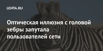 Оптическая иллюзия с головой зебры запутала пользователей сети: Звери: Из  жизни: Lenta.ru