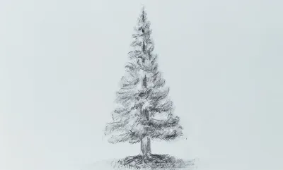 Простой и легкий способ нарисовать елку простым карандашом. Рисунки с  которыми справятся все | РИСУЮ ДОМА | Дзен